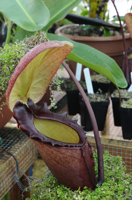 Nepenthes Rajah